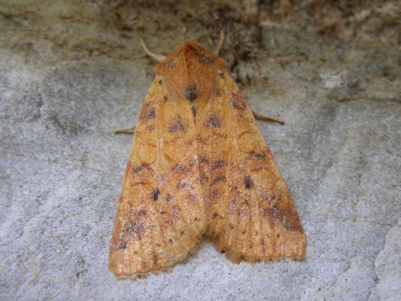 Noctuidae? S, Xanthia (Cirrhia) gilvago